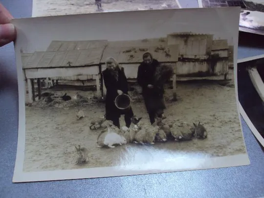 фотография трудовые будни передовиков сельское хозяйство 12х9, 18х13 лот 6 шт №5270 Де купити