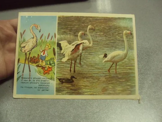 Купити открытка фламинго обидел лягушку 1955 кочанов №15684