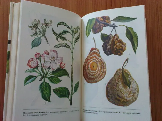 Попович П.Д.; Матвеевский А.С. и др. Справочник по удобрению и защите растений в коллективных садах и на приусадебных участках Недорого