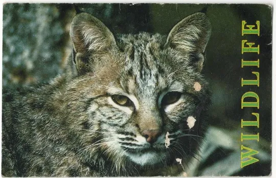 Кошка #13, 1996 рік Ціна