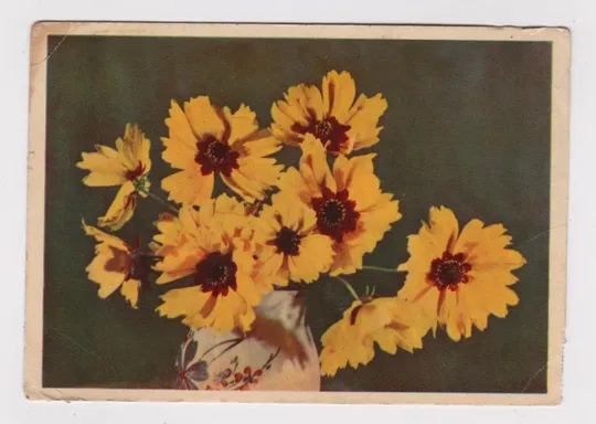 Купити ЦВЕТЫ 1957 г. = САМСОНОВ = п/п = ШТЕМПЕЛЬ ДОПЛАТА