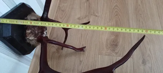 Роги оленя на дерев&#039;яній підставці лаковані. в Україні