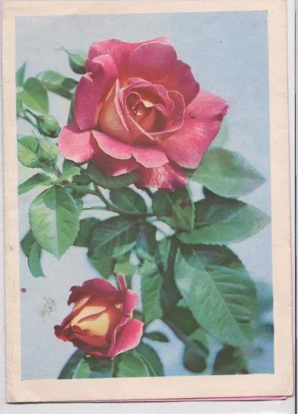 фото, РОЗЫ - ЦВЕТЫ = ТЕЛЕГРАММА 1968 г. = ДЕРГИЛЕВ, КОСТЕНКО, НИКУЛЬШИН = п/п #