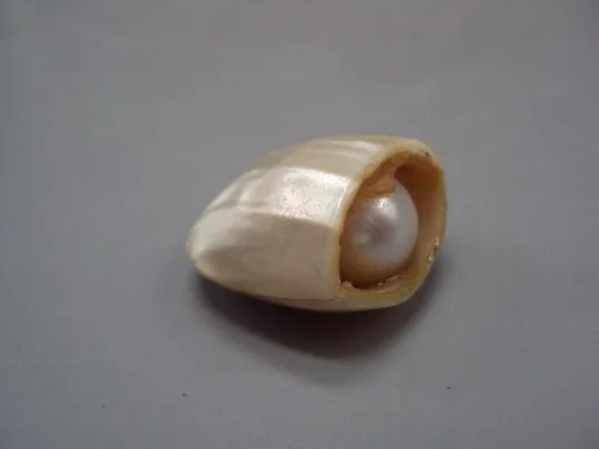 Фигура деталь миниатюра перламутр ракушка, имитация жемчуга размер 3 х 1,7 см, вес 13,02 г №15067 Інтернет-аукціон