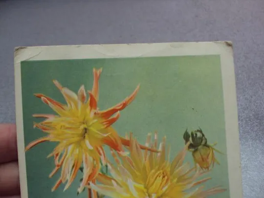 открытка поздравляю георгины 1968 матанова №10930 З аукціону