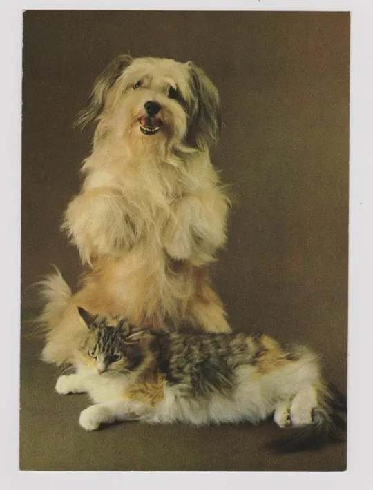 ДРУЗЬЯ = КОТ - КОШКА - СОБАКА = 1990 г. = ТКАЧЕНКО = чистая # Ціна