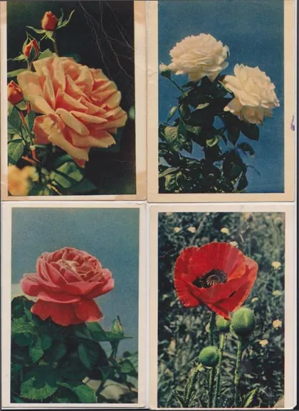 фото, МАК - РОЗЫ - ГЕОРГИНЫ - ИРИСЫ = ЦВЕТЫ = 1961, 1962, 1964 г. = Изд. ПРАВДА = РАСКИН = п/п = 10 шт. #