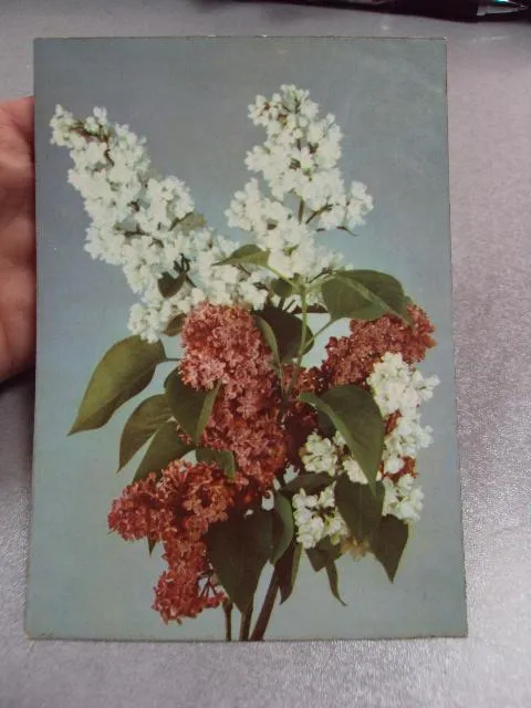 Купити открытка германия сирень 1964 №11019