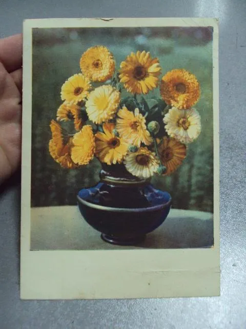 открытка ноготки 1960 голанда №5795 Ціна