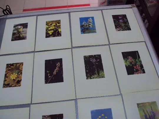 открытка набор цветы 1963 рига 12 шт №10574 Характеристики