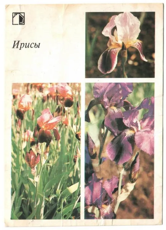 Ирисы Ціна