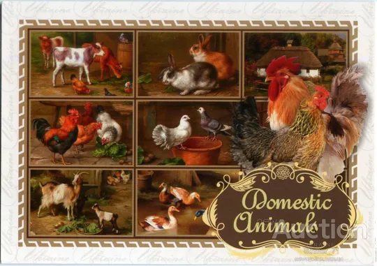 Открытка Domestic Animals Ціна