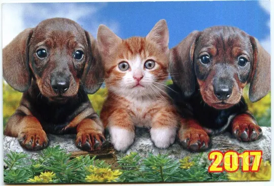 Календарик карманный Домашние Животные 2017 Ціна