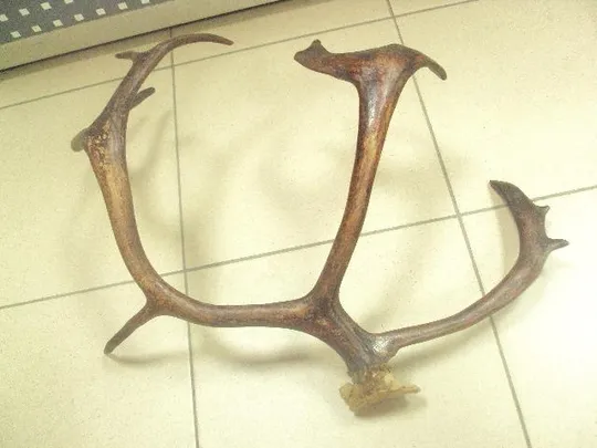 рога северного оленя ссср  №11025 Де купити