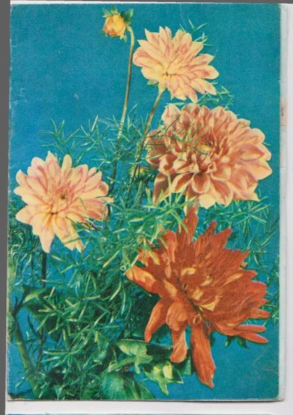 фото, ЦВЕТЫ = ТЕЛЕГРАММА 1980 г. = БАРАННИКОВ = п/п #