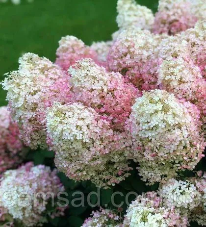 фото, Гортензія Бобо