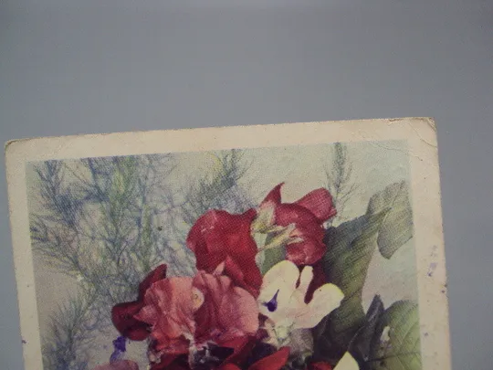 Купити Открытка душистый горошек фото Г. Костенко редактор И. Бажора 1968 год  №18048