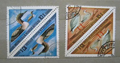 фото, ПТИЦЫ - ФАУНА = 1973 г. = МОНГОЛИЯ = тет-беш - гаш.