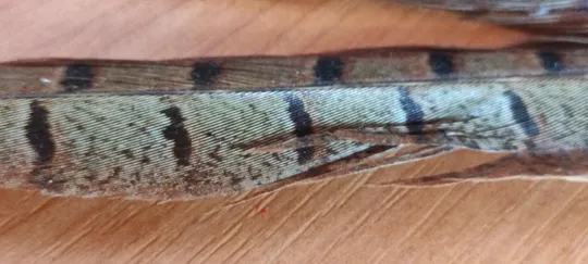 Винтажная альпийская брошь для шляпы охотника, серна, перья фазана dn352 Продаж