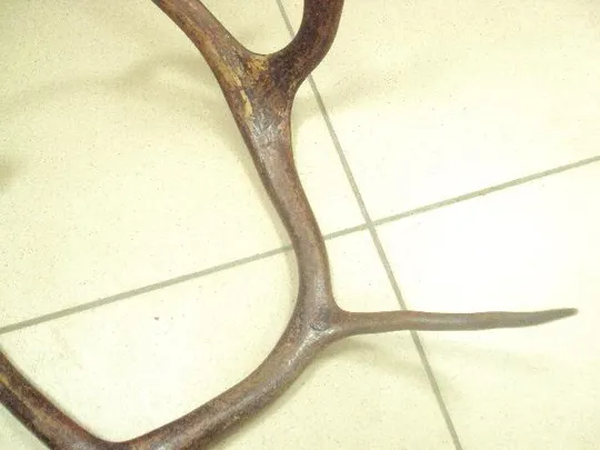 рога северного оленя ссср  №11025 Недорого