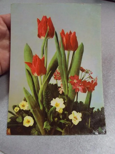 Купити открытка германия тюльпаны 1964 №11017
