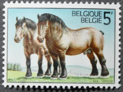 фото, Бельгия Фауна Лошади Кони 1976 MNH