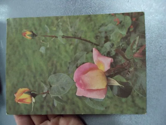 открытка роза 1976 папикьяна №10973 Де купити