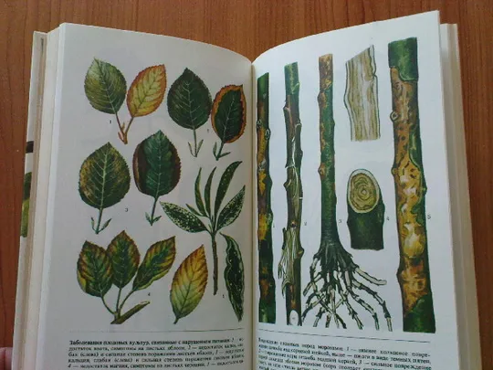 Попович П.Д.; Матвеевский А.С. и др. Справочник по удобрению и защите растений в коллективных садах и на приусадебных участках Інтернет-аукціон