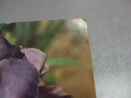 открытка ирис 1976 матанова №10961 З аукціону