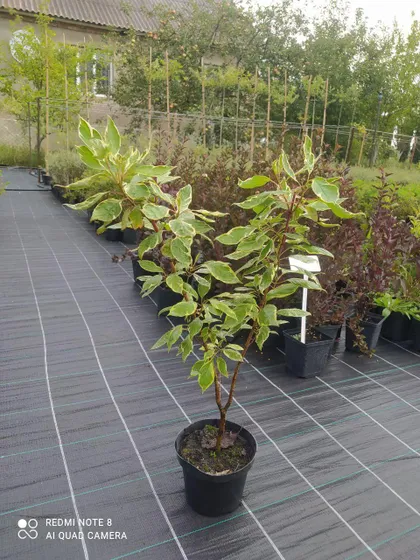 фото, Cornus alba 'Elegantissima' Дерен білий 'Елегантисима' с 1.5