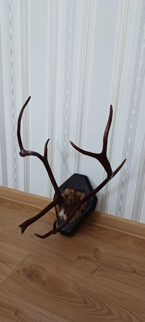 Роги оленя на дерев&#039;яній підставці лаковані. З аукціону