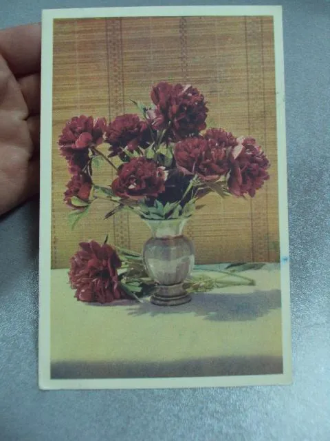 Купити открытка пионы 1965 шагина №10959