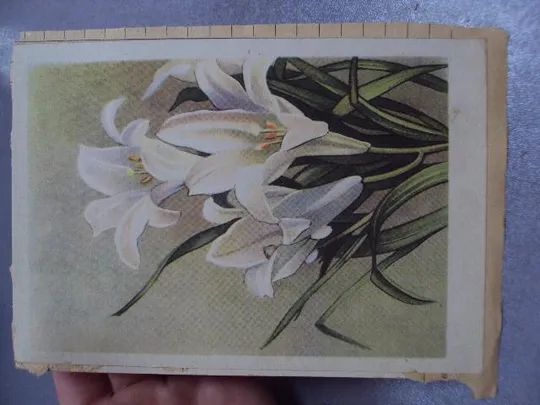 Купити открытка лилии розы 1963 таллин склейка на листе 2 шт №12458