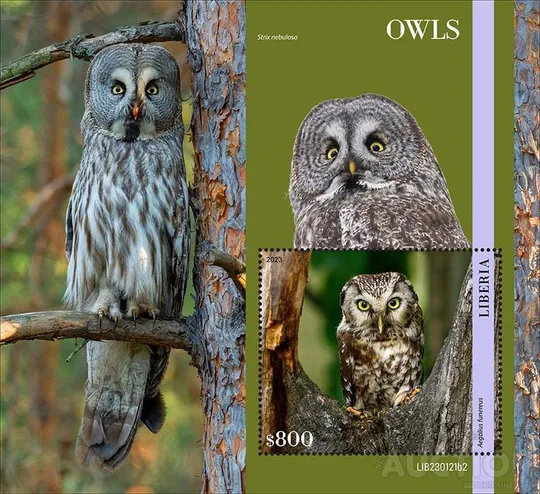 Купити Либерия - Птицы - Совы -2023. Чистый полный красивый комплект. MNH.