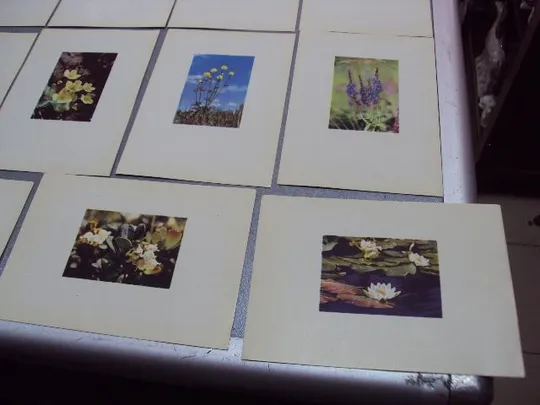 открытка набор цветы 1963 рига 12 шт №10574 Інтернет-аукціон