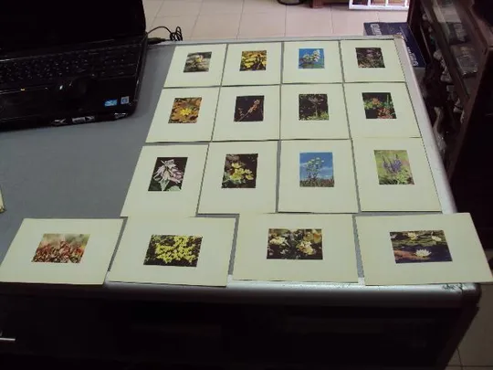 открытка набор цветы 1963 рига 12 шт №10574 Продаж