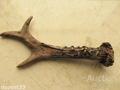 фото, Ріг Дикой Косулі