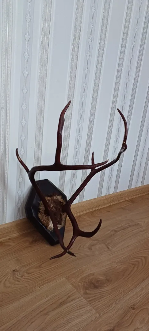 Купити Роги оленя на дерев&#039;яній підставці лаковані.