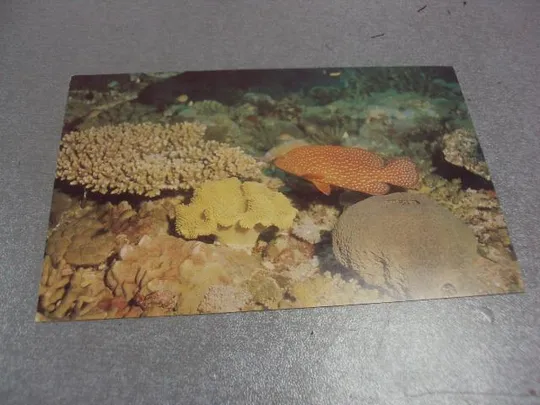 открытка окунь 1988 кашо №313 Ціна