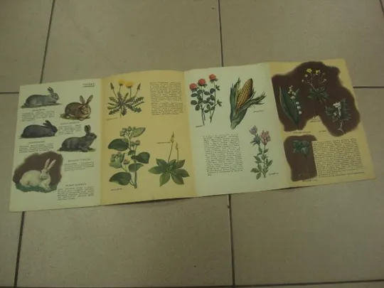книга альбом разводите кроликов 1961 салапина №13356м Інтернет-аукціон