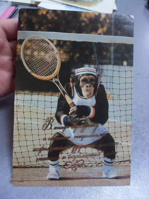 открытка шимпанзе кооператив кировец №345 Продаж