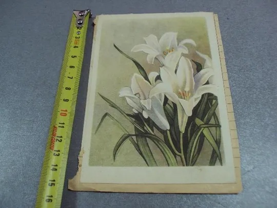 открытка лилии розы 1963 таллин склейка на листе 2 шт №12458 Ціна