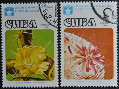 фото, Куба Флора Цветы Кактус 1978
