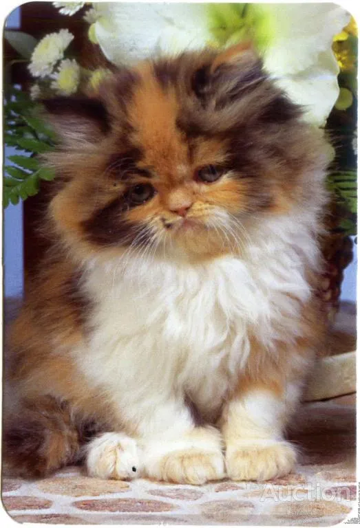 Календарик карманный Котейка 2016 #1 Ціна