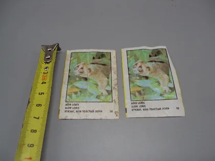 фото, Вкладыши от жвачки CinCin slow loris Animals Cin Cin Turkye фантики Турция куканг лори 2 шт №17901мя
