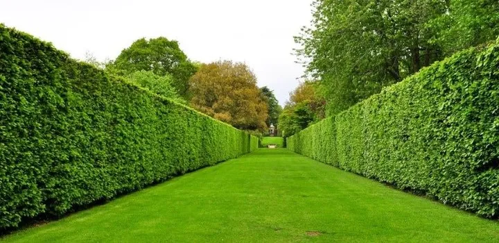 43147-6 Насіння живої зеленої огорожі, 100г - UkrLot