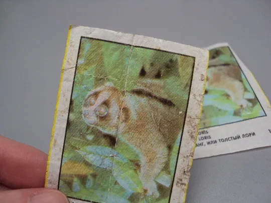 Вкладыши от жвачки CinCin slow loris Animals Cin Cin Turkye фантики Турция куканг лори 2 шт №17901мя Продаж