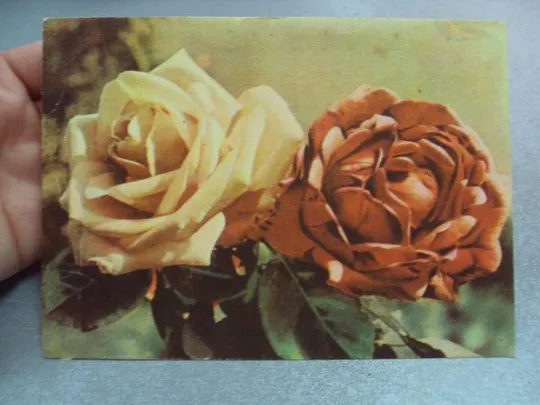 Купити открытка розы федорова 1958 №12472