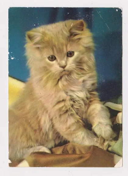 фото, КОТЕНОК - КОТ = 1974 г. = ГДР - ГЕРМАНИЯ = чистая #