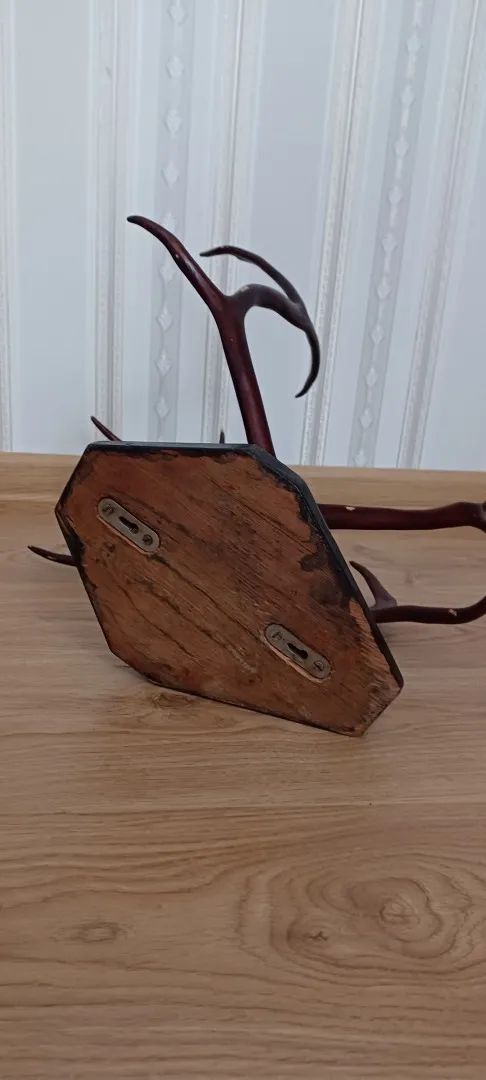 Роги оленя на дерев&#039;яній підставці лаковані. Де купити